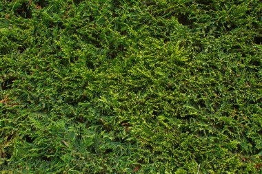 Thuja çiti yeşili çimen desenli arka plan