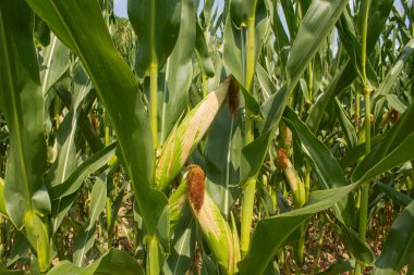 Parlak mavi gökyüzü arka planında mısır tarlası. Çiftçilik ve tarım, taze sebze ve meyve yetiştirmek. Büyük yeşil bir tarlada yetişen mısır yaprakları ve koçanlar, İtalya 'da mısır ekimi.