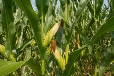 Parlak mavi gökyüzü arka planında mısır tarlası. Çiftçilik ve tarım, taze sebze ve meyve yetiştirmek. Büyük yeşil bir tarlada yetişen mısır yaprakları ve koçanlar, İtalya 'da mısır ekimi.