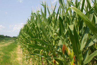 Parlak mavi gökyüzü arka planında mısır tarlası. Çiftçilik ve tarım, taze sebze ve meyve yetiştirmek. Büyük yeşil bir tarlada yetişen mısır yaprakları ve koçanlar, İtalya 'da mısır ekimi.