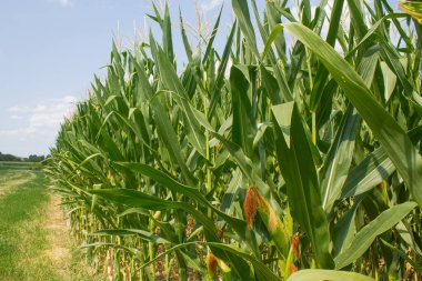 Parlak mavi gökyüzü arka planında mısır tarlası. Çiftçilik ve tarım, taze sebze ve meyve yetiştirmek. Büyük yeşil bir tarlada yetişen mısır yaprakları ve koçanlar, İtalya 'da mısır ekimi.