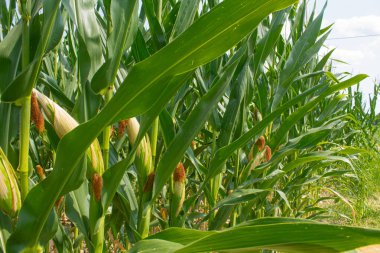 Parlak mavi gökyüzü arka planında mısır tarlası. Çiftçilik ve tarım, taze sebze ve meyve yetiştirmek. Büyük yeşil bir tarlada yetişen mısır yaprakları ve koçanlar, İtalya 'da mısır ekimi.