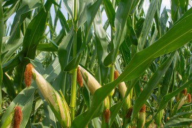 Parlak mavi gökyüzü arka planında mısır tarlası. Çiftçilik ve tarım, taze sebze ve meyve yetiştirmek. Büyük yeşil bir tarlada yetişen mısır yaprakları ve koçanlar, İtalya 'da mısır ekimi.