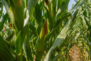 Parlak mavi gökyüzü arka planında mısır tarlası. Çiftçilik ve tarım, taze sebze ve meyve yetiştirmek. Büyük yeşil bir tarlada yetişen mısır yaprakları ve koçanlar, İtalya 'da mısır ekimi.