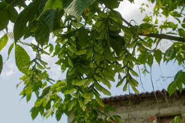 Maple seeds and green leaves on a branch of tree clipart