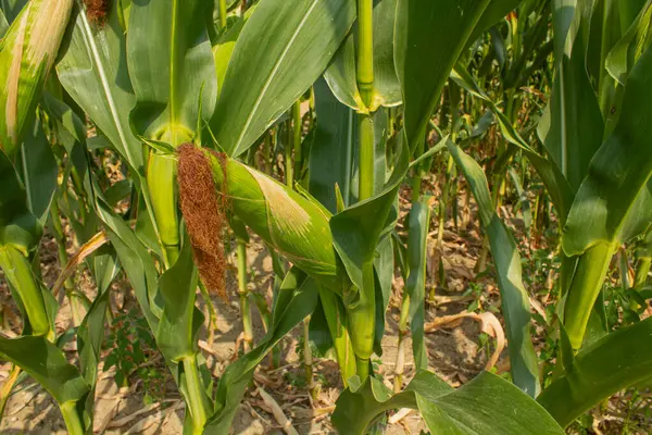 Parlak mavi gökyüzü arka planında mısır tarlası. Çiftçilik ve tarım, taze sebze ve meyve yetiştirmek. Büyük yeşil bir tarlada yetişen mısır yaprakları ve koçanlar, İtalya 'da mısır ekimi.