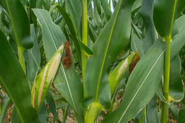Parlak mavi gökyüzü arka planında mısır tarlası. Çiftçilik ve tarım, taze sebze ve meyve yetiştirmek. Büyük yeşil bir tarlada yetişen mısır yaprakları ve koçanlar, İtalya 'da mısır ekimi.