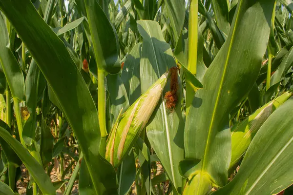 Parlak mavi gökyüzü arka planında mısır tarlası. Çiftçilik ve tarım, taze sebze ve meyve yetiştirmek. Büyük yeşil bir tarlada yetişen mısır yaprakları ve koçanlar, İtalya 'da mısır ekimi.