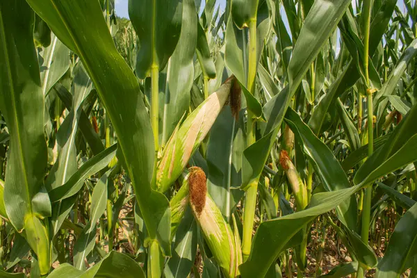 Parlak mavi gökyüzü arka planında mısır tarlası. Çiftçilik ve tarım, taze sebze ve meyve yetiştirmek. Büyük yeşil bir tarlada yetişen mısır yaprakları ve koçanlar, İtalya 'da mısır ekimi.