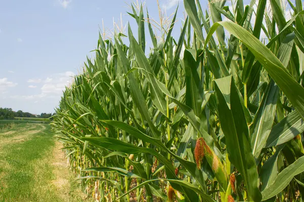 Parlak mavi gökyüzü arka planında mısır tarlası. Çiftçilik ve tarım, taze sebze ve meyve yetiştirmek. Büyük yeşil bir tarlada yetişen mısır yaprakları ve koçanlar, İtalya 'da mısır ekimi.