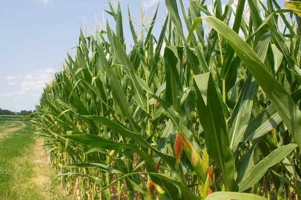 Parlak mavi gökyüzü arka planında mısır tarlası. Çiftçilik ve tarım, taze sebze ve meyve yetiştirmek. Büyük yeşil bir tarlada yetişen mısır yaprakları ve koçanlar, İtalya 'da mısır ekimi.