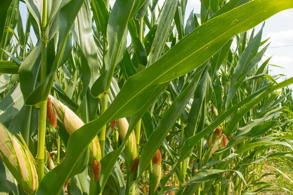 Parlak mavi gökyüzü arka planında mısır tarlası. Çiftçilik ve tarım, taze sebze ve meyve yetiştirmek. Büyük yeşil bir tarlada yetişen mısır yaprakları ve koçanlar, İtalya 'da mısır ekimi.