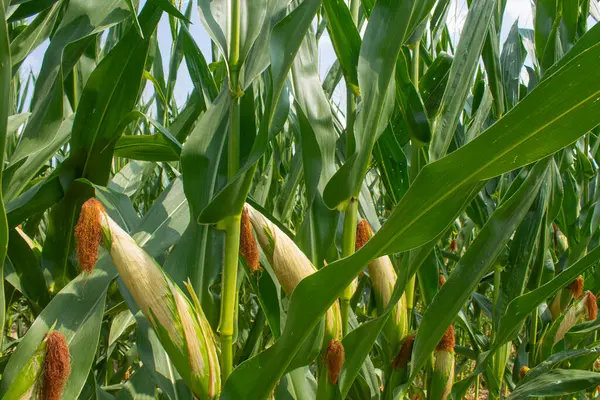 Parlak mavi gökyüzü arka planında mısır tarlası. Çiftçilik ve tarım, taze sebze ve meyve yetiştirmek. Büyük yeşil bir tarlada yetişen mısır yaprakları ve koçanlar, İtalya 'da mısır ekimi.