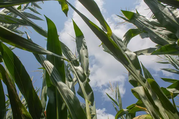 Parlak mavi gökyüzü arka planında mısır tarlası. Çiftçilik ve tarım, taze sebze ve meyve yetiştirmek. Büyük yeşil bir tarlada yetişen mısır yaprakları ve koçanlar, İtalya 'da mısır ekimi.