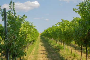 Üzüm ağaçları, üzümler, çalılar, yeşil üzüm yaprakları, dallar ve meyveler yazın güneşli günlerde İtalya 'nın üzüm bağlarında yetişiyor.