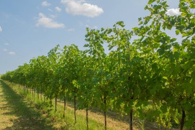 Üzüm ağaçları, üzümler, çalılar, yeşil üzüm yaprakları, dallar ve meyveler yazın güneşli günlerde İtalya 'nın üzüm bağlarında yetişiyor.