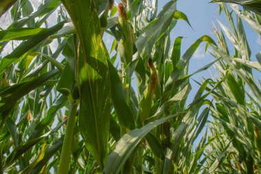 Parlak mavi gökyüzü arka planında mısır tarlası. Çiftçilik ve tarım, taze sebze ve meyve yetiştirmek. Büyük yeşil bir tarlada yetişen mısır yaprakları ve koçanlar, İtalya 'da mısır ekimi.