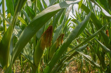 Parlak mavi gökyüzünde büyük mısır ve mısır tarlası arka planında. Çiftçilik ve tarım, taze sebze ve meyve yetiştirmek. Büyük yeşil bir tarlada yetişen mısır yaprakları ve koçanlar, İtalya 'da mısır ekimi.