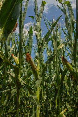 Parlak mavi gökyüzünde büyük mısır ve mısır tarlası arka planında. Çiftçilik ve tarım, taze sebze ve meyve yetiştirmek. Büyük yeşil bir tarlada yetişen mısır yaprakları ve koçanlar, İtalya 'da mısır ekimi.