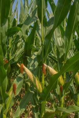 Üzüm ağaçları, üzümler, çalılar, yeşil üzüm yaprakları, dallar ve meyveler yazın güneşli günlerde İtalya 'nın üzüm bağlarında yetişiyor.