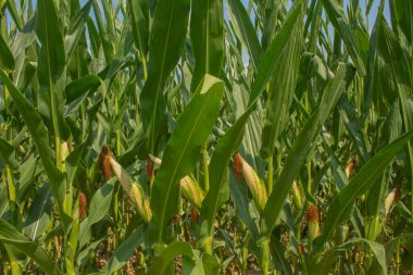 Üzüm ağaçları, üzümler, çalılar, yeşil üzüm yaprakları, dallar ve meyveler yazın güneşli günlerde İtalya 'nın üzüm bağlarında yetişiyor.