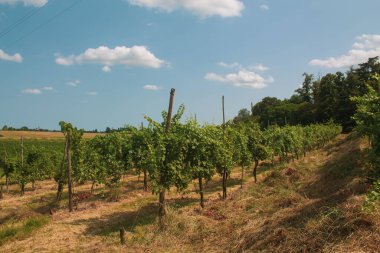 Üzüm ağaçları, üzümler, çalılar, yeşil üzüm yaprakları, dallar ve meyveler yazın güneşli günlerde İtalya 'nın üzüm bağlarında yetişiyor.
