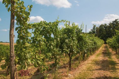 Üzüm ağaçları, üzümler, çalılar, yeşil üzüm yaprakları, dallar ve meyveler yazın güneşli günlerde İtalya 'nın üzüm bağlarında yetişiyor.