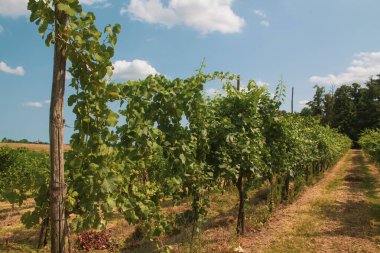 Üzüm ağaçları, üzümler, çalılar, yeşil üzüm yaprakları, dallar ve meyveler yazın güneşli günlerde İtalya 'nın üzüm bağlarında yetişiyor.