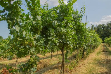Üzüm ağaçları, üzümler, çalılar, yeşil üzüm yaprakları, dallar ve meyveler yazın güneşli günlerde İtalya 'nın üzüm bağlarında yetişiyor.