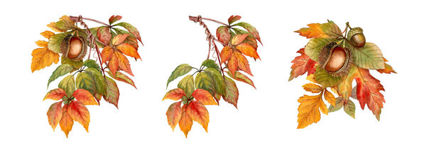 Set of autumn bouquets botanical illustration with vibrant foliage and plant. Hand drawn watercolor image with maple leaf and liana. Perfect arrangement for fall seasonal and nature themed design.