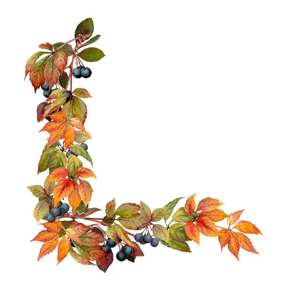 Stock image Autumn Border corner illustration with colorful Virginia creeper leaves and foliage. Hand drawn watercolor image with vivid elements. Ideal botanical design for fall garden and floral project.