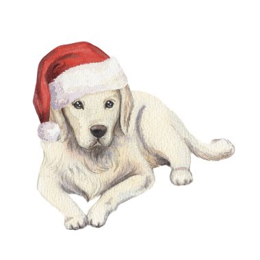 Beyaz Köpek Noel Baba şapkasının içinde yatıyor. El çizimi suluboya kış Noel 'inde tatil atmosferinde köpek resmi. Xmas grafik ve geleneksel tebrik kartı tasarımı için izole edilmiş çizim.