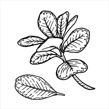 Outline botanical vector illustration of leaves with visible veins. Hand-drawn floral element with a bush branch. Perfect for creating graphic resource in line art style and product packaging design. clipart