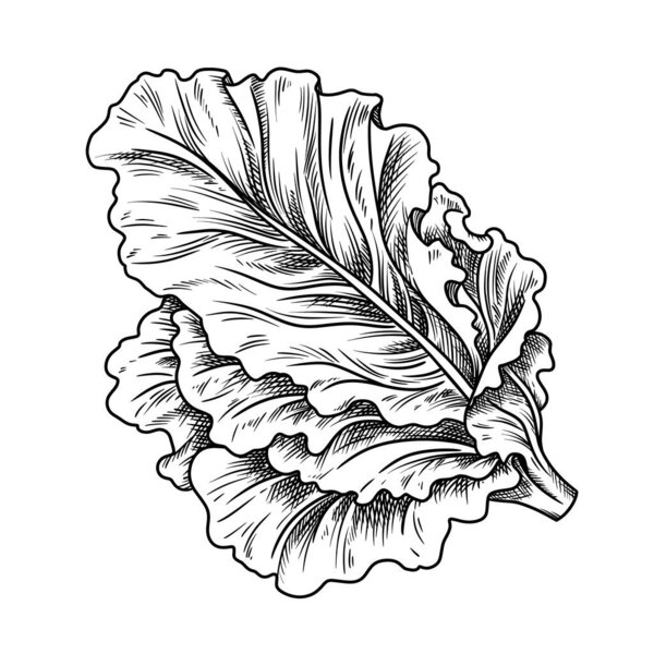 Fresh lettuce food illustration in the graphic line art style. Hand drawn vector outline element of preparing meal. Perfect for vegetable menu creating and modern sketch drawing design.