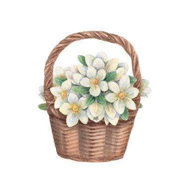Çiçekli dokuma sepetinde beyaz yasemin çiçeği. Yumuşak pastel tonları olan zarif suluboya çizimler. Kutlama kartı davetiyesi ve bahar Paskalya tasarımı için mükemmel..