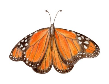 Kral kelebeği önden görünüşü suluboya çizimi. Renkli gerçekçi doku kanadına sahip benekli tropikal böcek çizimi. Yaz kartı şablonu ve tatil sezonu tasarımı için mükemmel.