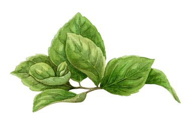 Çin Hibiscus yeşil yaprakları elle çizilmiş suluboya botanik resimli Rosa çalısı. Renkli gerçekçi dokuya sahip dal çizimi. Yaz kartı şablonu ve tatil sezonu tasarımı için mükemmel.