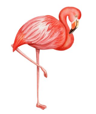 Profil elde mercan flamingosu suluboya çizimi. Gerçekçi çizim, renkli gerçekçi dokuya sahip tropikal tüm gövde kuşu. Yaz kartı şablonu ve tatil sezonu tasarımı için mükemmel.