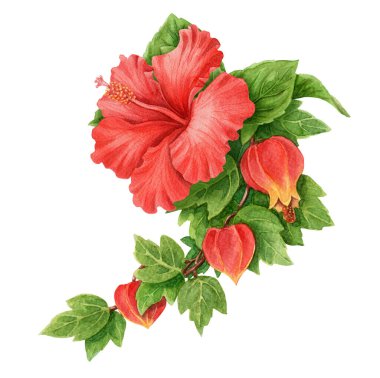Kırmızı Hibiscus çiçekli Abuchiron dalı uzun yaz aranjmanı. El çizimi suluboya botanik sanatı. Tatil titreşimleri grafik elementler. Canlı kart şablonu ve tatil sezonu tasarımı için mükemmel..