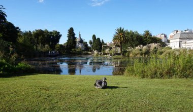 Chauna Torquata 'nın vahşi yaşam fotoğrafı. Çimenlikteki Güney Çığlıkçı Kuş. Doğa görüntüsü, güneşli açık havada büyük gri tüylü türleri yakalar. Koruma konusu ve hayvan web sitesi projesi için harika.