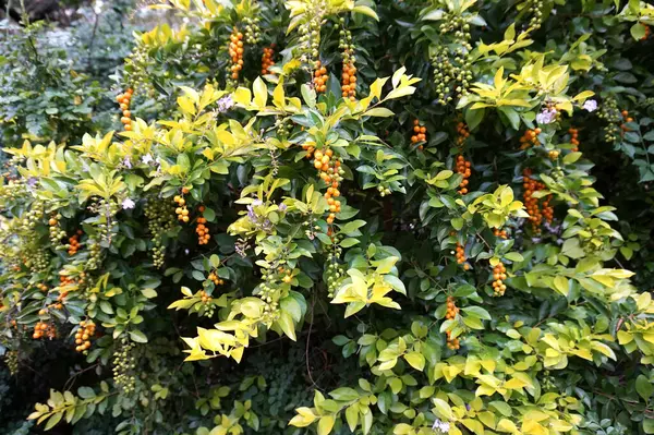 Bahçede mor çiçekler ve turuncu böğürtlenlerle duranta ereksiyonu. Tropik yeşillik ve yaprak detayı. Çiçeksel arka plan bitki dekorasyonu ve açık hava botanik konsepti için ideal..