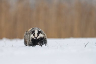 Avrupa porsuğu (Meles meles) kışın bir ormanın yakınındaki karlı bir arazide. Kameraya bakıyorum..