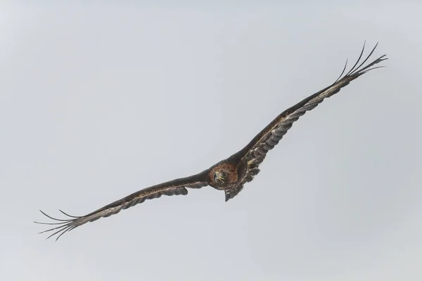 Der Steinadler Aquila Chrysaetos Fliegt Himmel Isoliert Hintergrund — Stockfoto