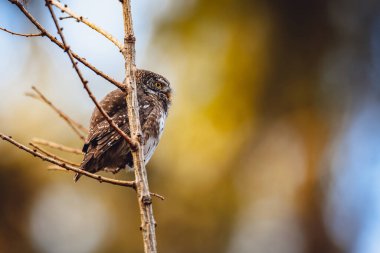 Avrasya pigme baykuşu (Glaucidium passerinum) günbatımında ormanda bir dal üzerinde tünemektedir. Ayrıntılı yan görünüm.