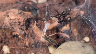 Bir Eratigena atrica örümceğinin cırcırböceğine saldırıp ısırdığı son derece detaylı bir video kaydı. Yukarıdan aşağı açı, yırtıcı bölgeye ürkütücü bir atmosfer ekler..