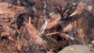 Dev Ev Örümceği 'nin (Eratigena atrica) bir cırcırböceğini avlayıp ısırmasına tanık olun. Yukarıdan aşağıya bakış bu doğal dramaya bir şüphe katmanı ekliyor..