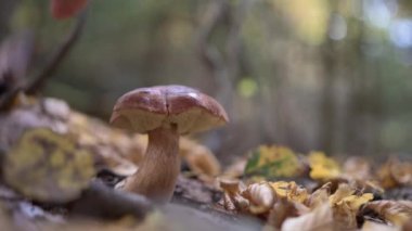 Sarı sonbahar yapraklarından oluşan bir arka planda, küçük bir çam paleti (Boletus pinophilus) akıllıca gizlenir. Çerçeveye bir el giriyor ve ustalıkla mantarı alıyor..