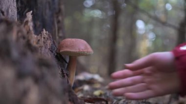 Bir ağacın yanında yetişen bir çam mantarını (Boletus pinophilus) yakalar. Kırmızı ceketli bir el aşağı uzanıyor, mantarı topluyor, hepsi bir sonbahar ormanının arka planına kurulmuş..