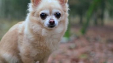 Genç, karşı konulmaz derecede sevimli, iri siyah gözlü bir Chihuahua 'nın yakın çekimi. Yavrunun sevimli yüzü arkasındaki canlı sonbahar ormanı tarafından vurgulanır..