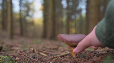 Bir el, bir çam paleti (Boletus pinophilus) mantarı koparmak için uzanır ve bir sonbahar ormanının sükunetini artırır. Huzurlu bir manzara, bir günlük rahatlama için mükemmel..